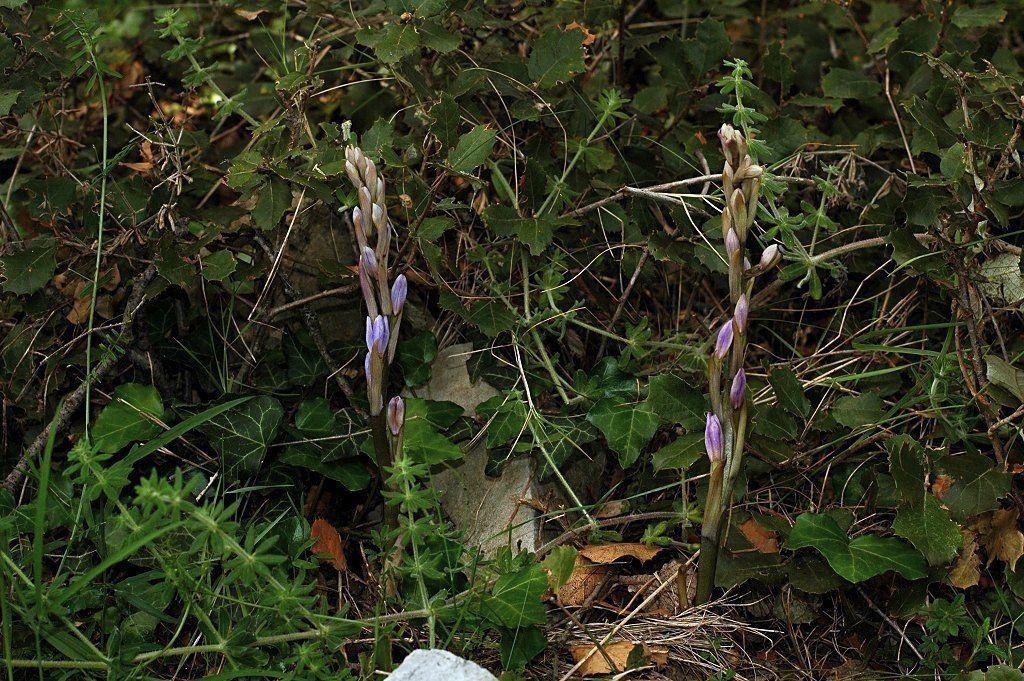 Limodorum trabutianum
